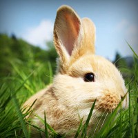 /album/ibrisnapensi/photolia-a03-jpg/